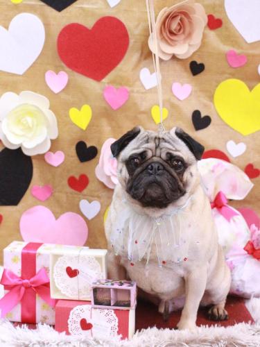 20230216ブッチャくん